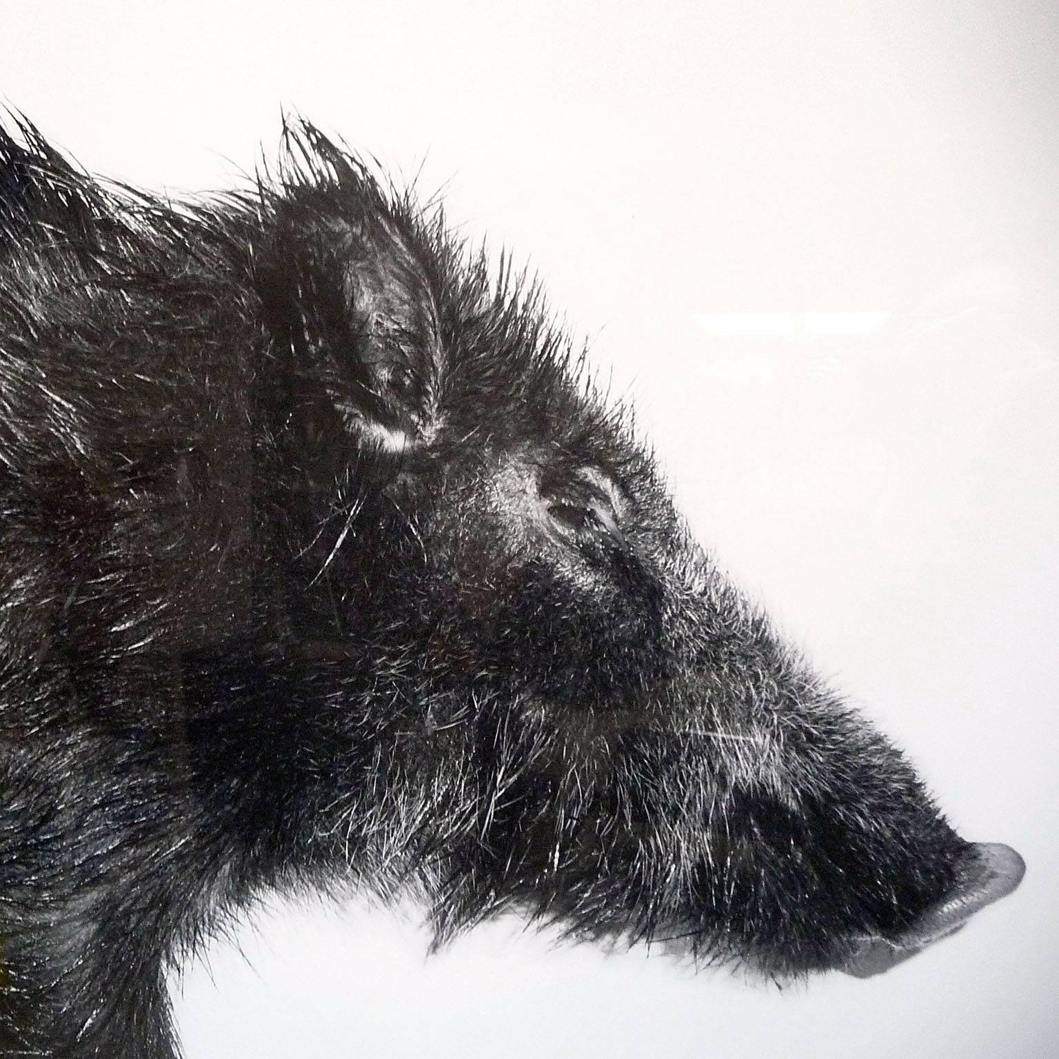 German Large photography on Baryta Paper by Gabriele Rothemann Wild Boar 1985-1992