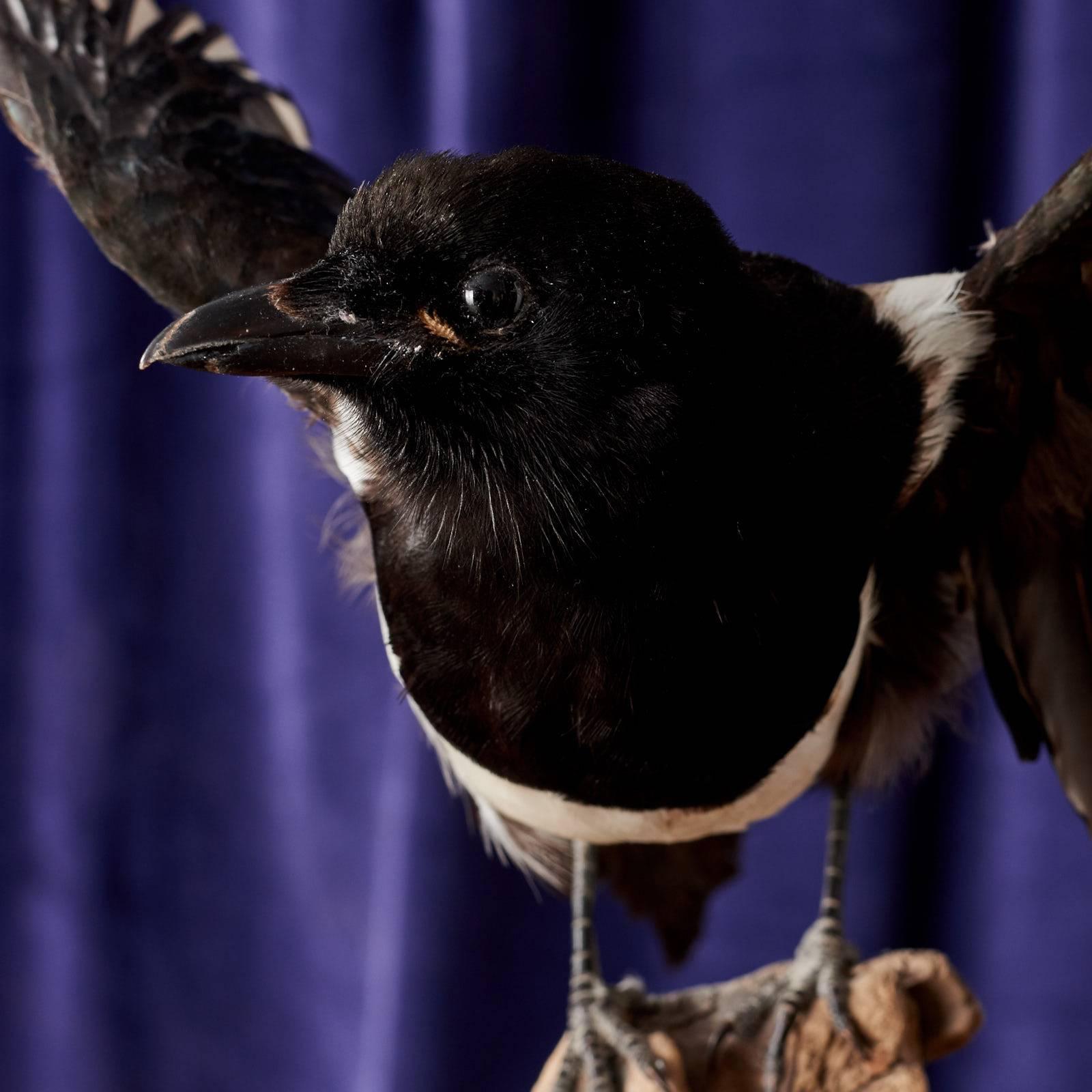 A taxidermy magpie on a rustic base.