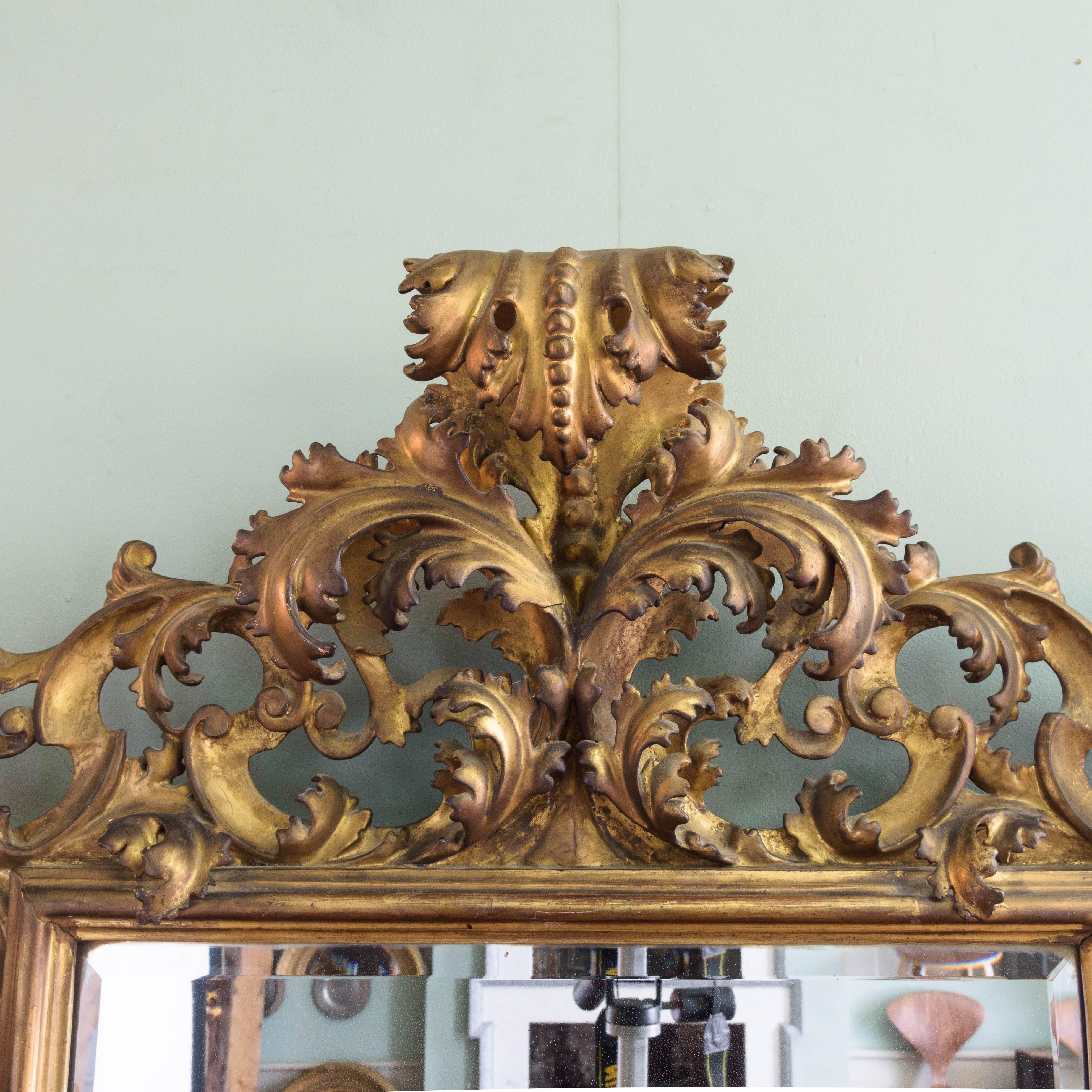 Italian, 19th century wall mirror, extravagantly carved giltwood frame of scrolled acanthus with beveled plate.