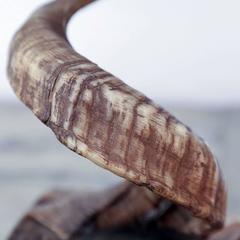 Vintage Ram Horn Table Lamp