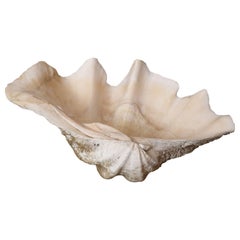 Giant South Pacific Clam Shell