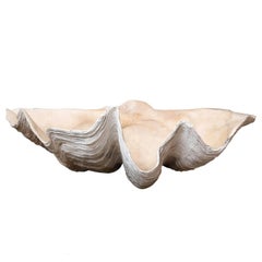 Giant South Pacific Clam Shell