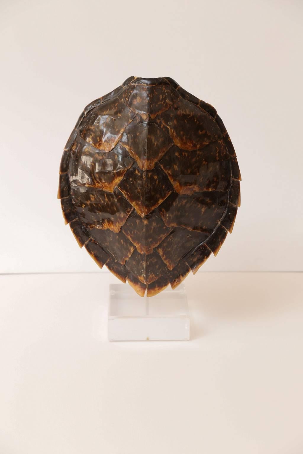 Large vintage tortoiseshell or carapace, mounted on iron Stand with Lucite base.