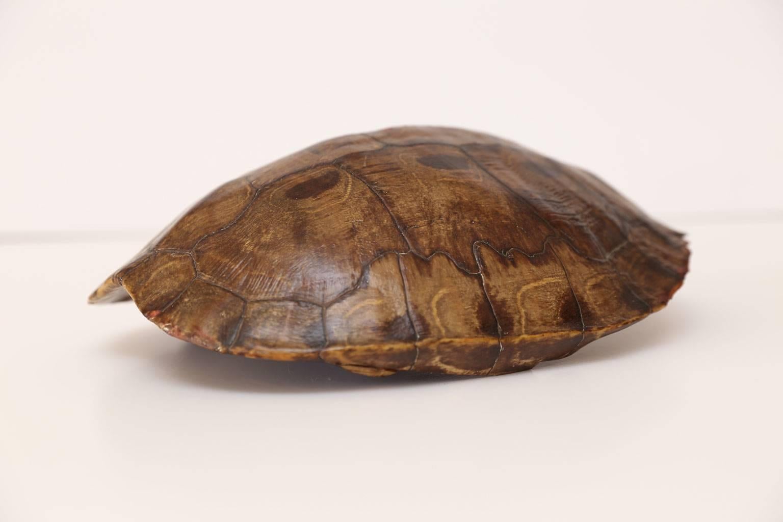 Large Tortoise Shell In Excellent Condition In Houston, TX