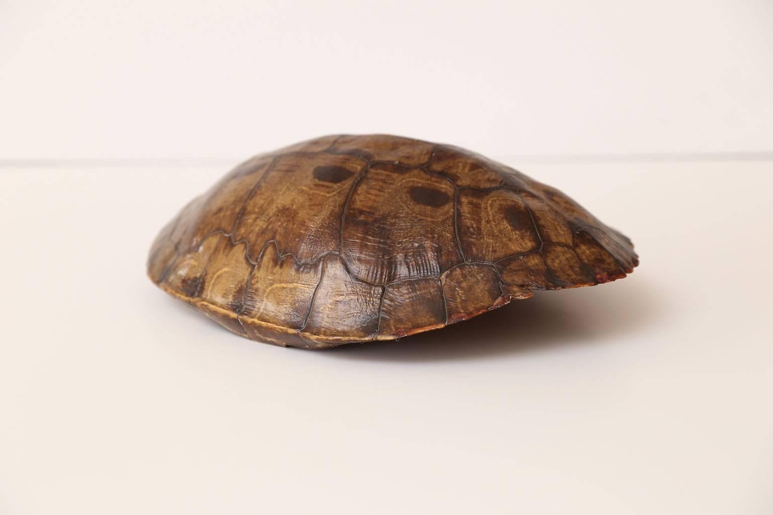 20th Century Large Tortoise Shell