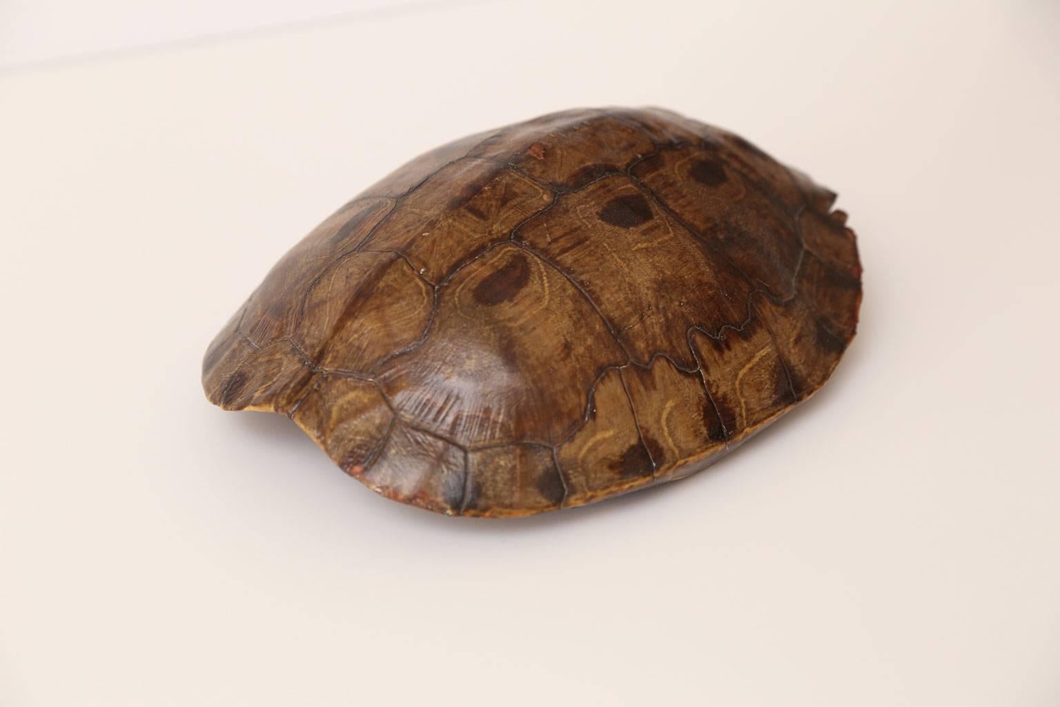 Large Tortoise Shell 1