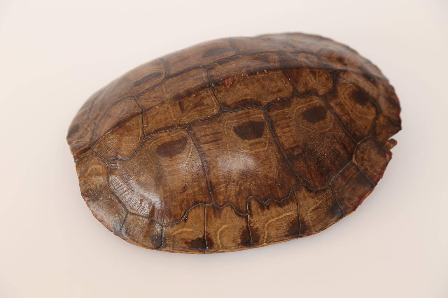 Organic Modern Large Tortoise Shell