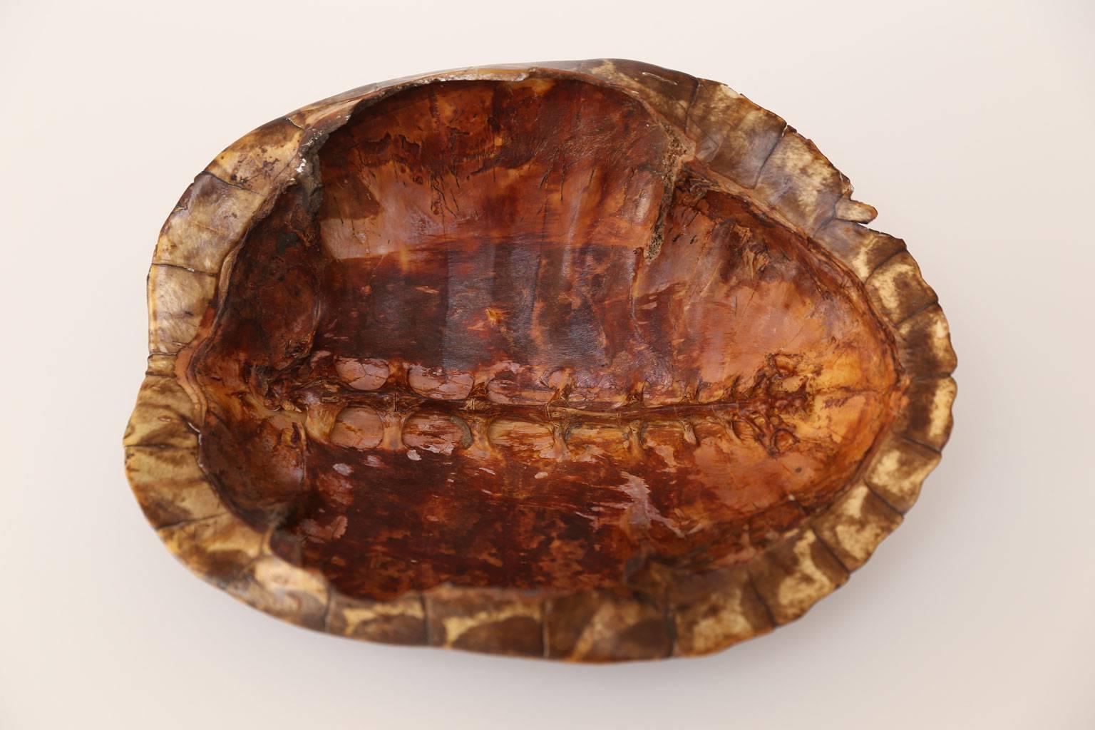 American Large Tortoise Shell