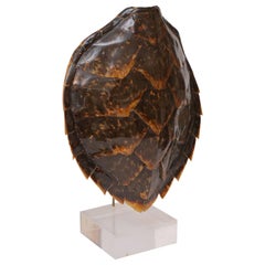Large Vintage Tortoiseshell or Carapace