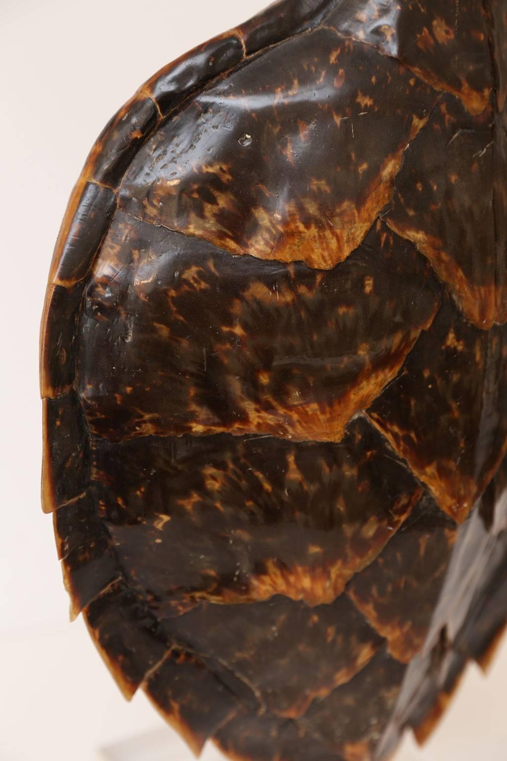 Tortoise Shell Large Vintage Tortoiseshell or Carapace