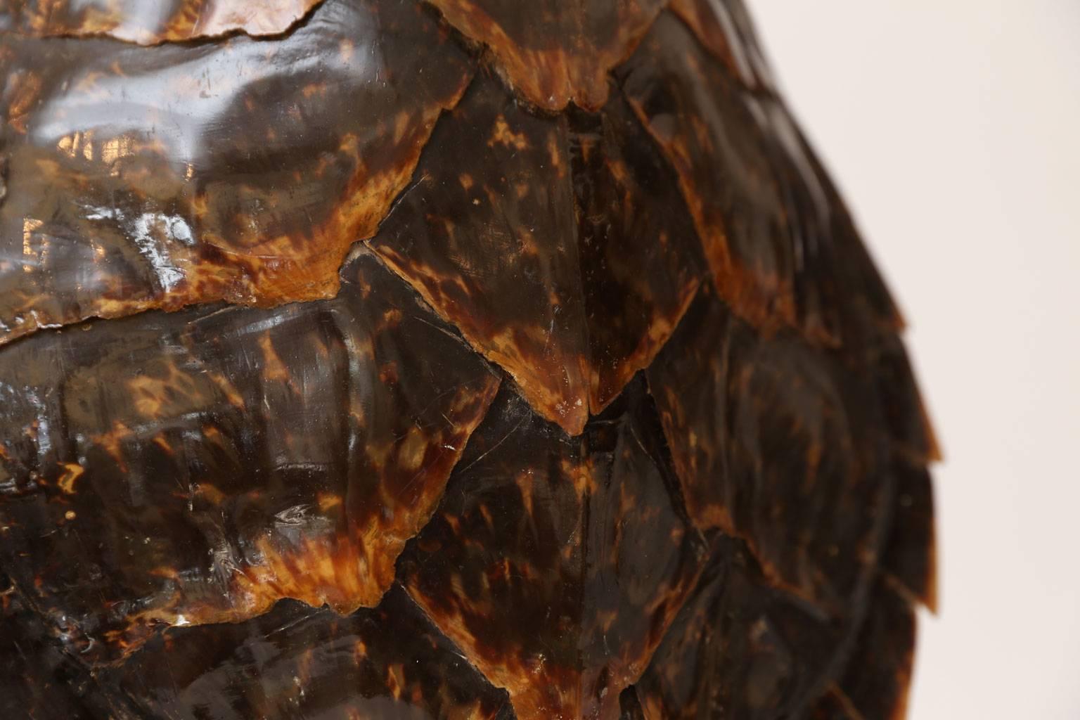 Large Vintage Tortoiseshell or Carapace 2