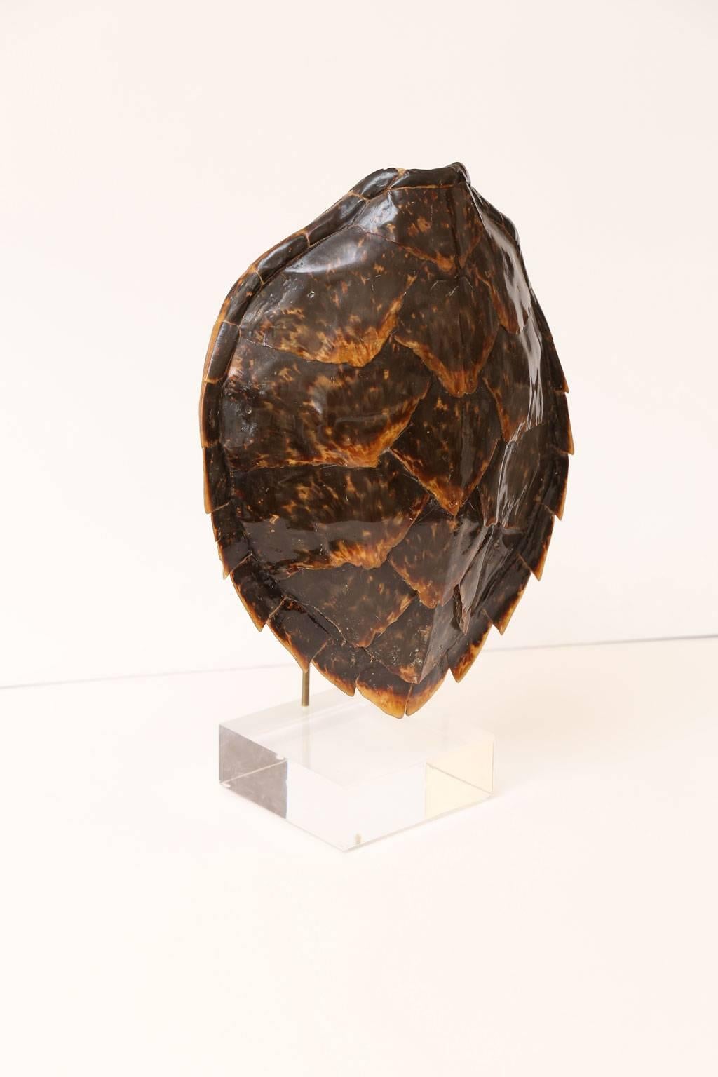 Large Vintage Tortoiseshell or Carapace 3