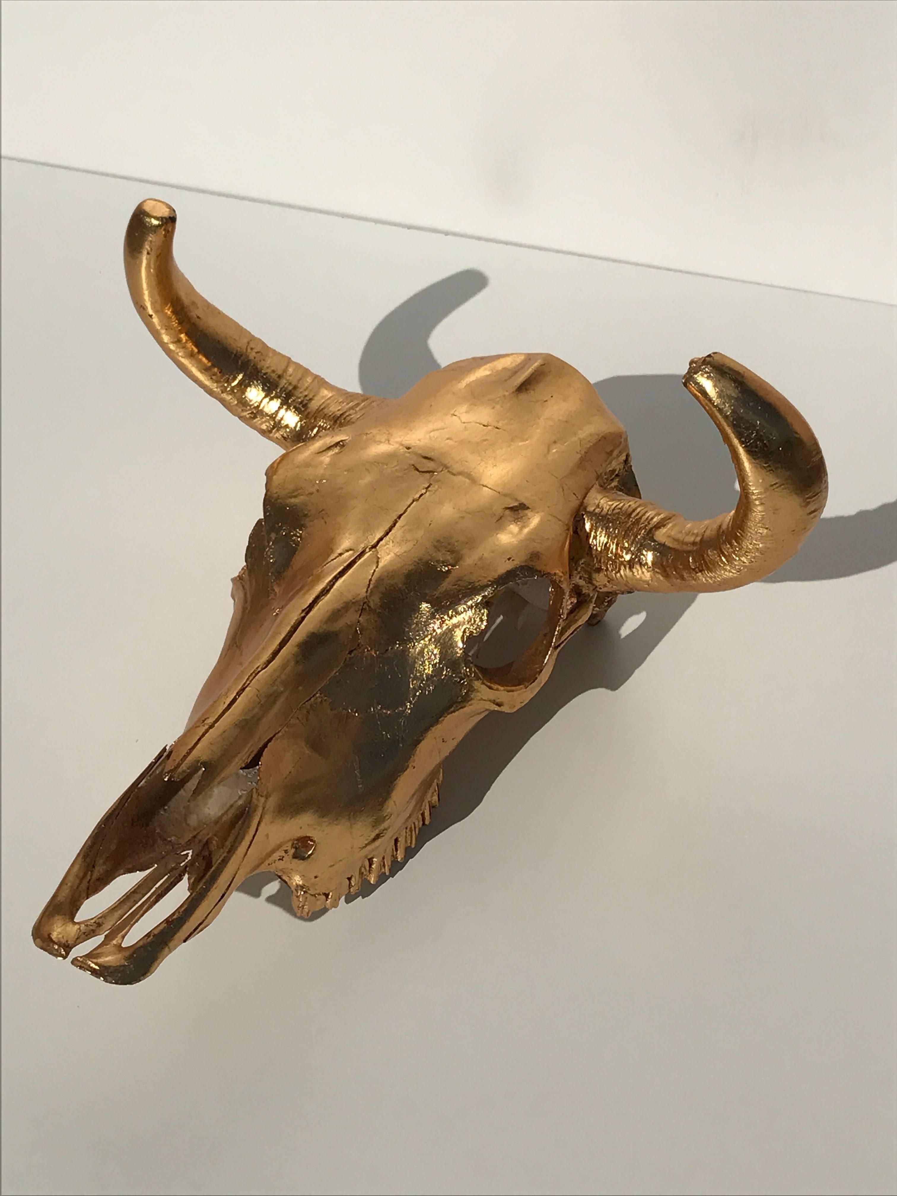 real bull skull