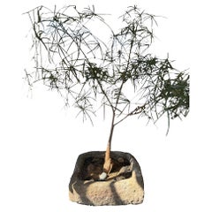 19th Century Limestone Planter