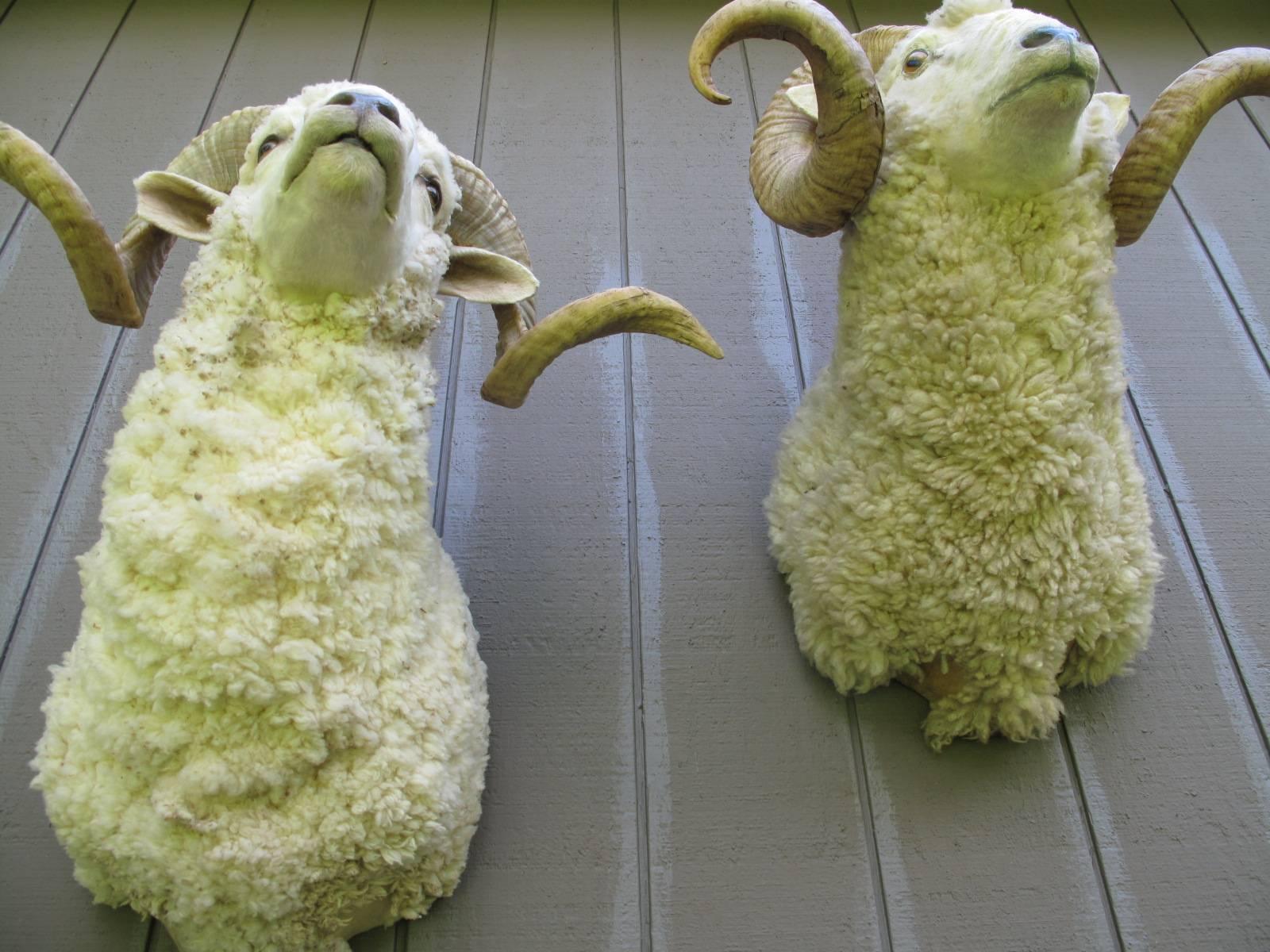 Mid-20th Century Pair of Taxidermy Shetland Sheep