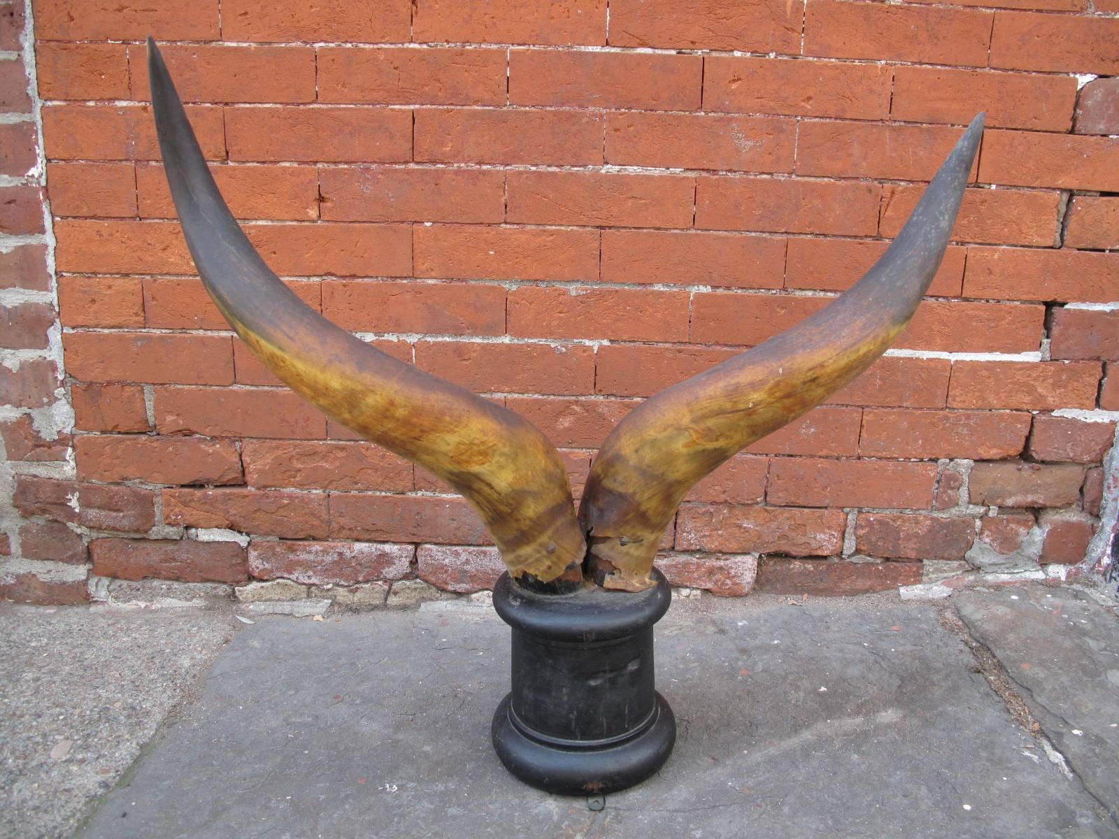 Large American longhorn steer horns mounted on ebonized stand.