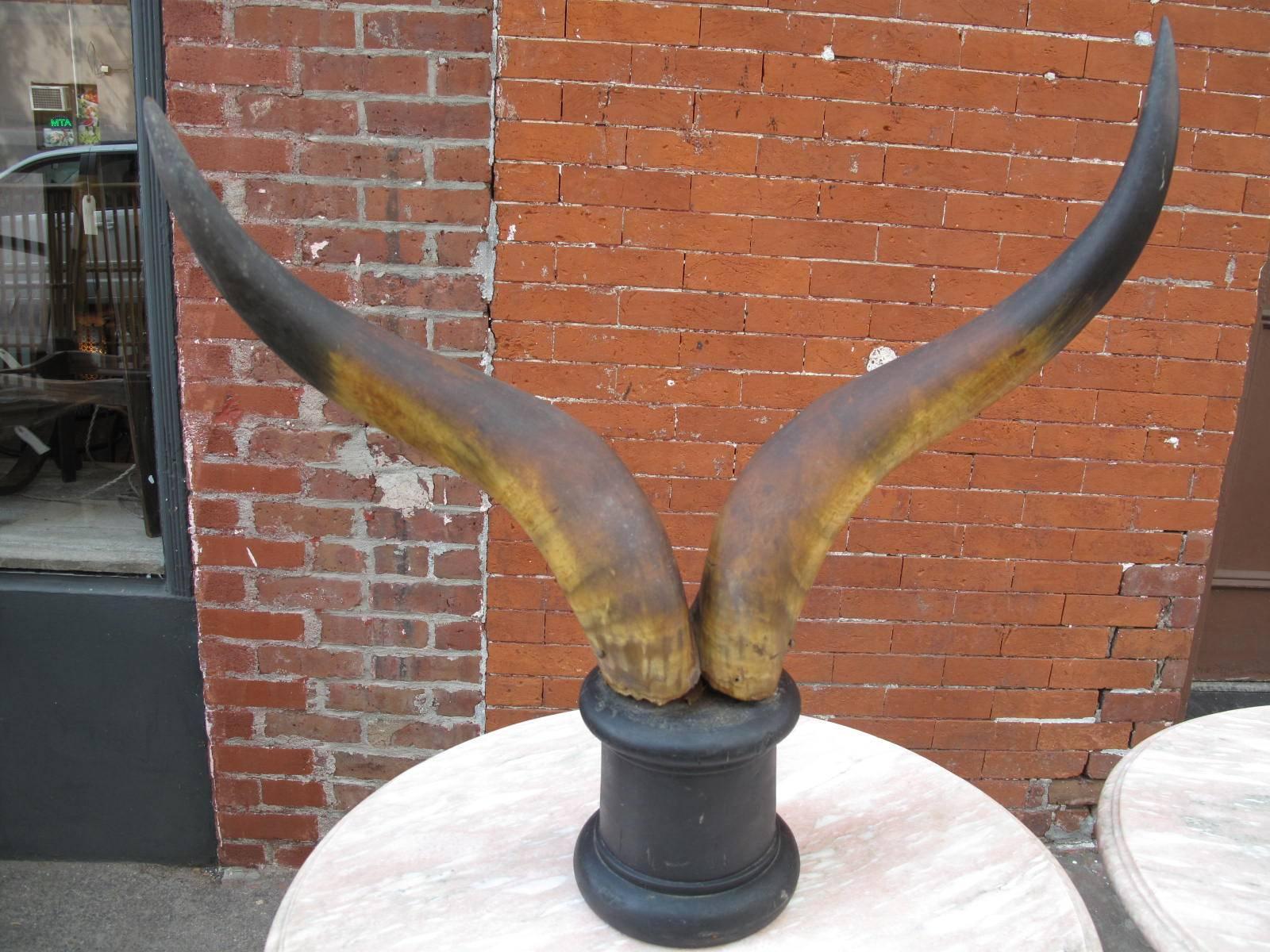 Victorian Steer Horns on Pedestal 2