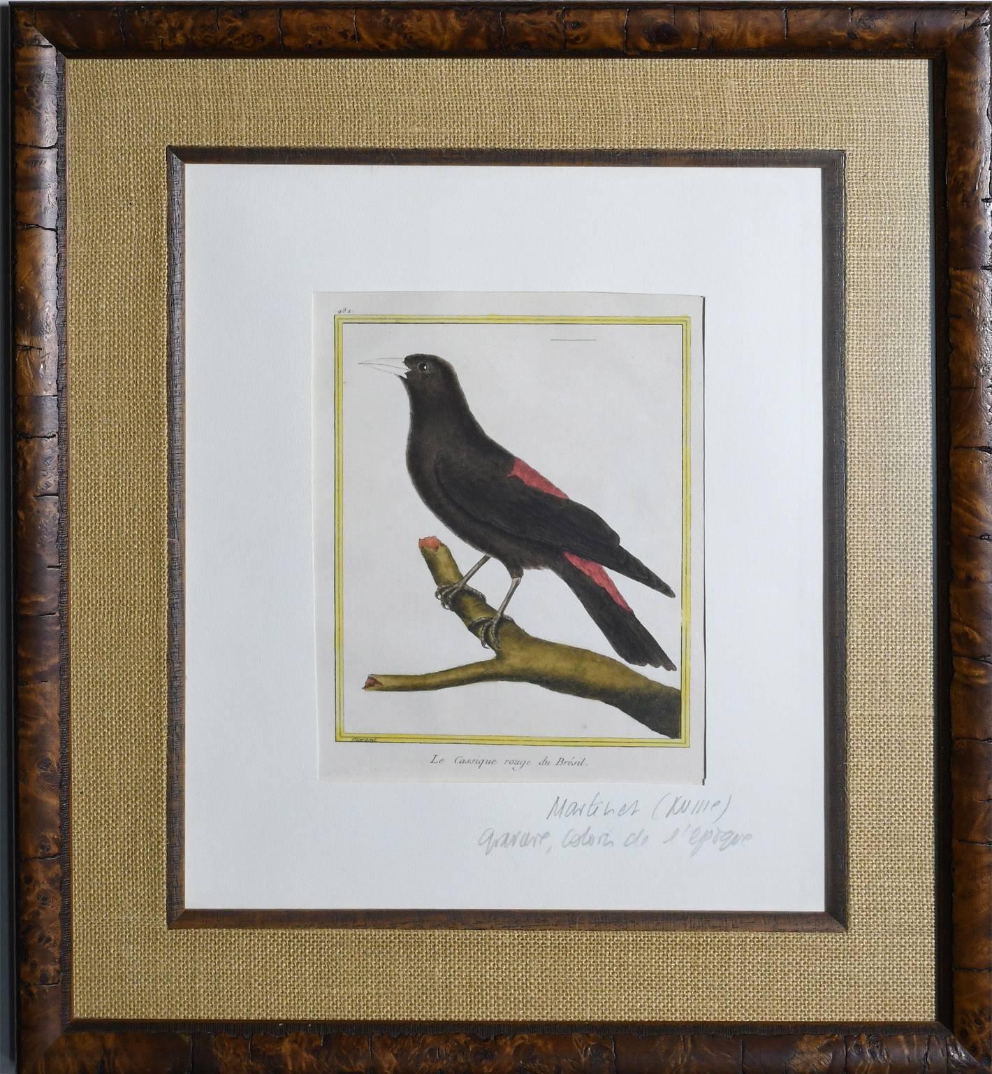 A set of eight framed and matted original, hand-colored bird engravings on paper by French engraver Francois Nicolas Martinet from 1770-1786. Each engraving identifies in French the bird depicted, and is beautifully framed in burled walnut with