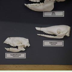Teaching Showcase Different Sets of Animal Teeth
