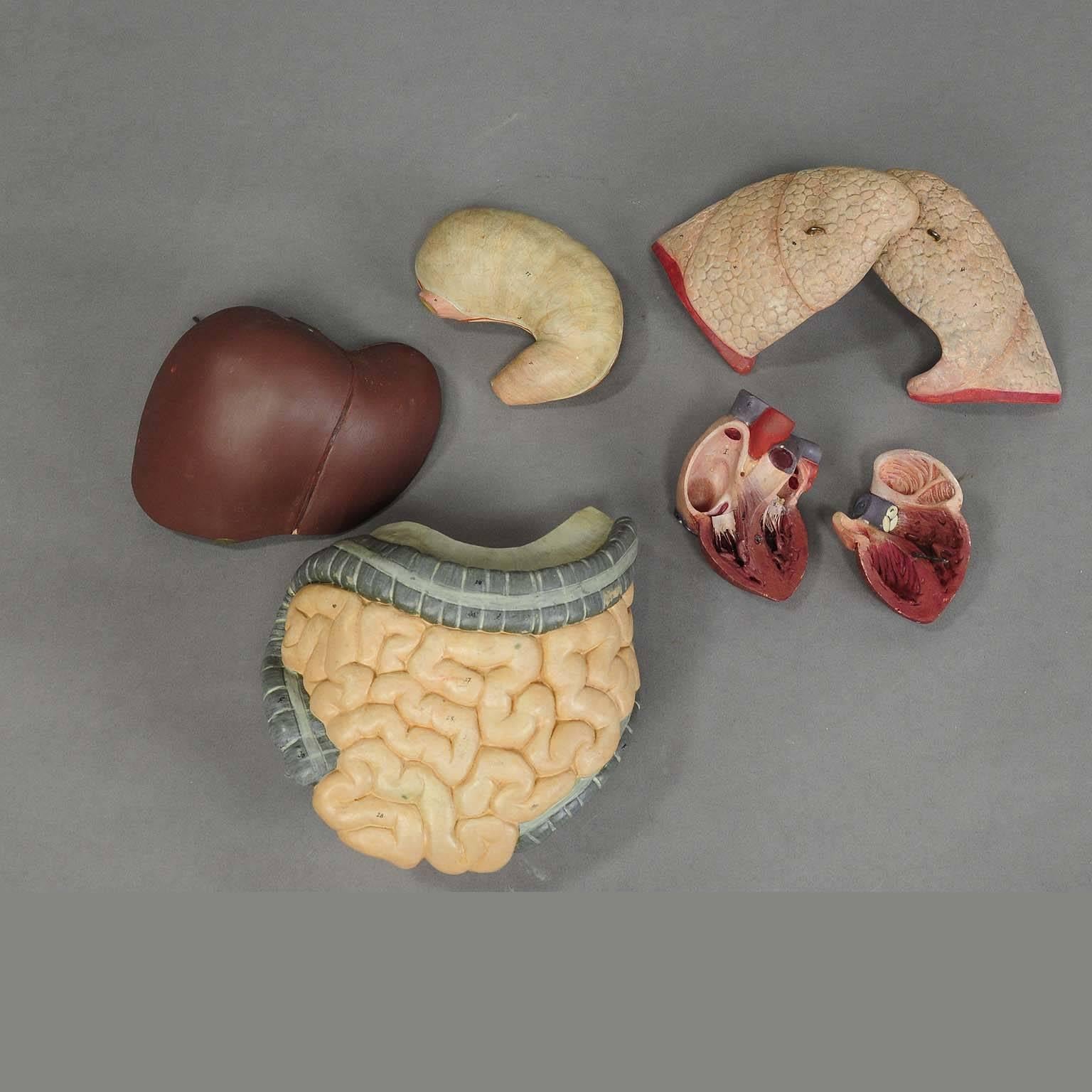 20th Century Antique 3D Anatomical Torso Made by Somo, circa 1930
