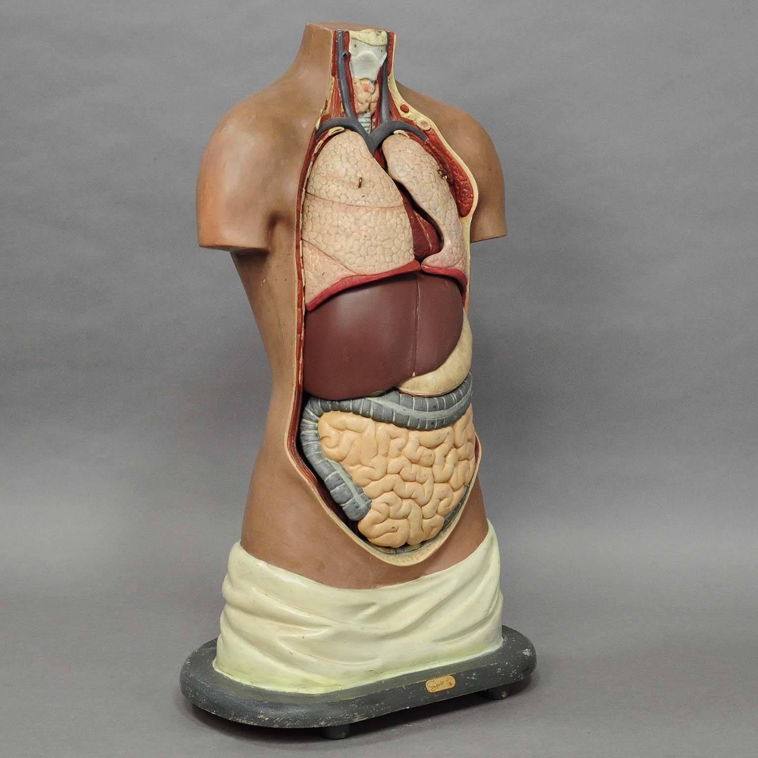 A delicately hand-painted and highly detailed anatomical torso for class, made of papier mâché, wood and plaster. Detachable into eight parts as follows: half of each lung, heart, liver, stomach, intestine and torso. Manufactured by SOMO, Germany,