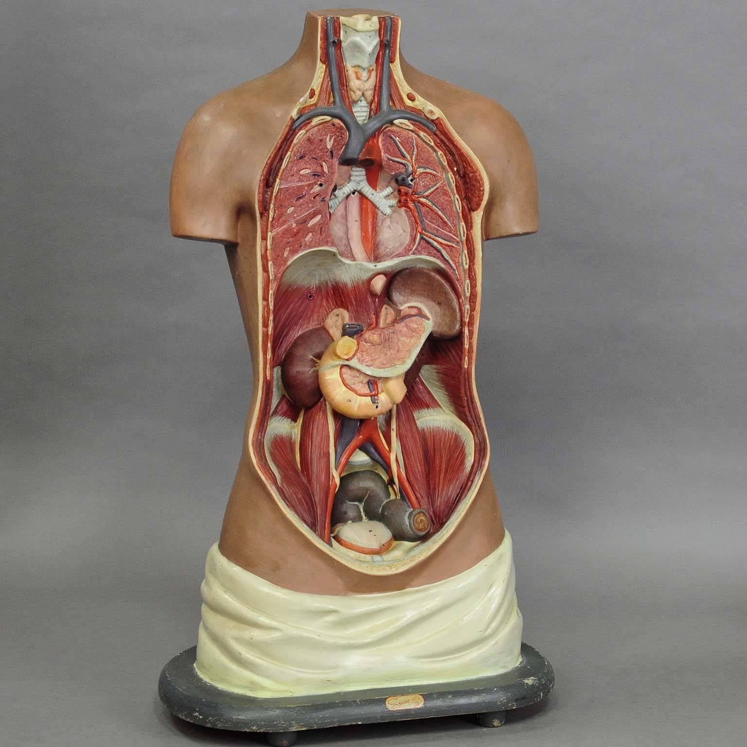 Antique 3D Anatomical Torso Made by Somo, circa 1930 In Good Condition In Berghuelen, DE