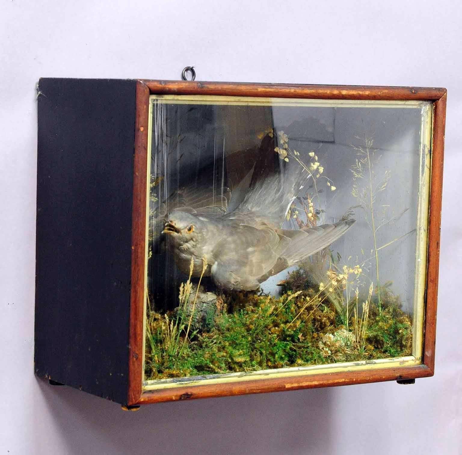 An old taxidermy display case depicting scenery with a cuckoo. Used as teaching material in German school, circa 1900.