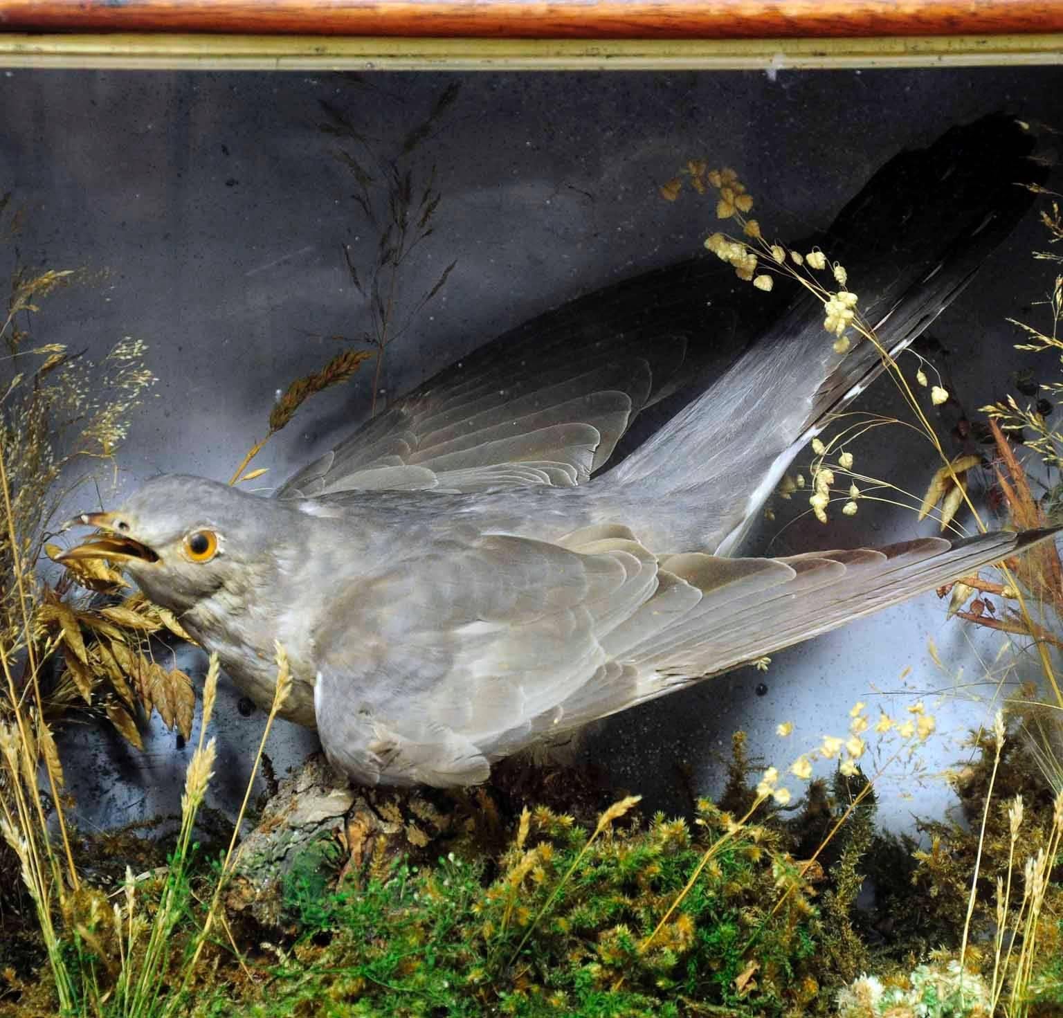 German Antique Taxidermy Display Case, Cuckoo