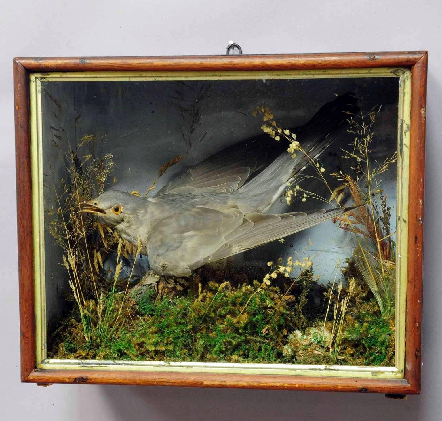 Black Forest Antique Taxidermy Display Case, Cuckoo