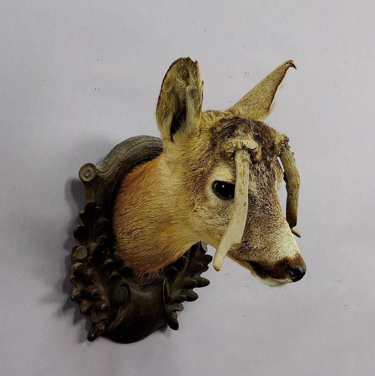 Antique Deer Head Taxidermy with Abnormous Antlers For Sale at 1stdibs