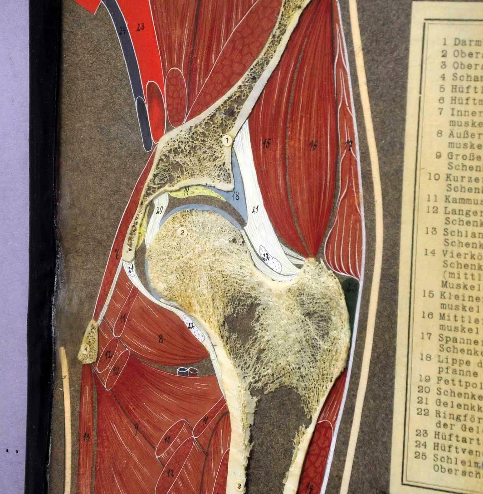An old demonstration model of a longitudinal bone cut of a human hip joint. Published by Hermann Eppler, Lehrmittelanstalt Rudolstadt. Used as teaching material in German schools, circa 1900.