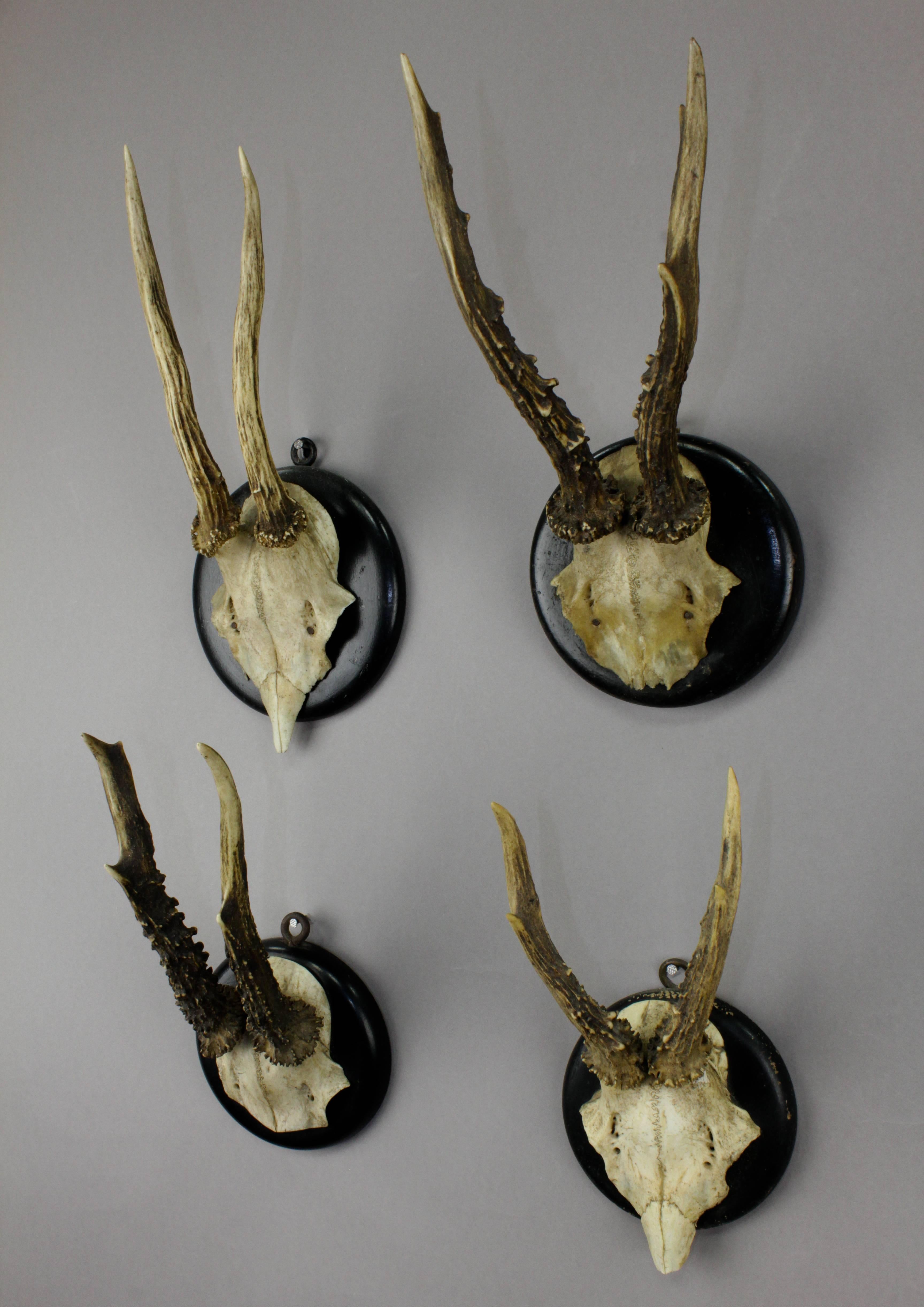 Four deer trophies on wooden plaques. From a noble hunters estate in south Bavaria, circa 1900.