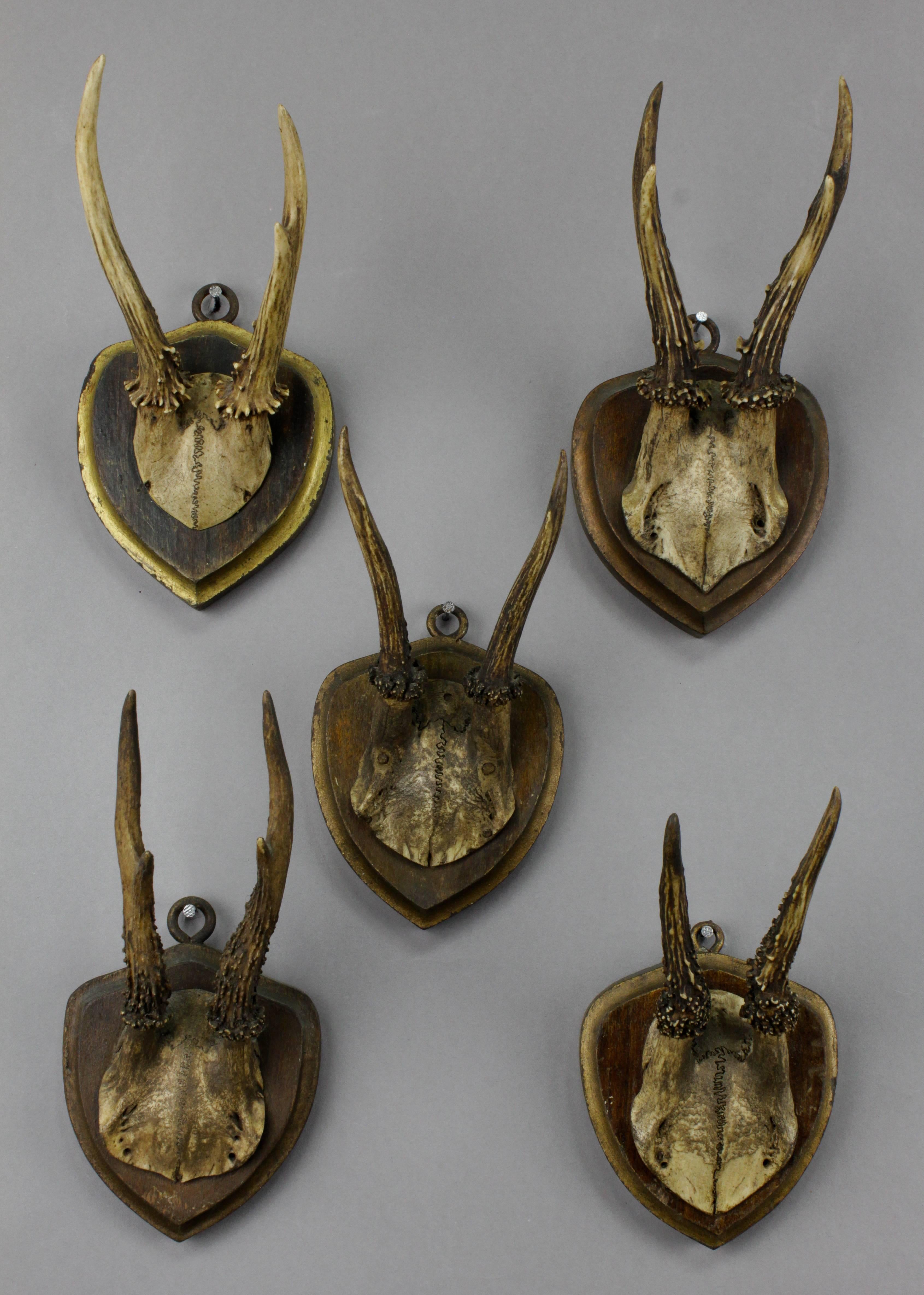 Five roe deer trophies on carved and painted wood plaques. From a noble hunters estate in south Bavaria, circa 1900.