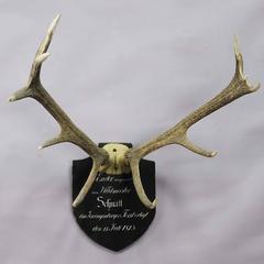 Black Forest Red Deer Trophy from Salem, Germany, 1815