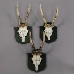 Six Vintage Black Forest Deer Trophies from a Palace in Bavaria
