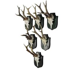 Six Vintage Black Forest Deer Trophies from a Palace in Bavaria