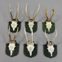 Six Vintage Black Forest Deer Trophies from Palace Salem