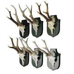 Six Vintage Black Forest Deer Trophies from Palace Salem