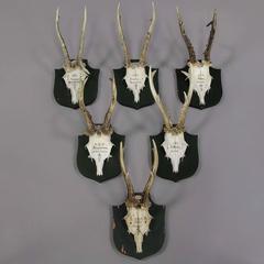 Six Black Forest Deer Trophies from a Mansion in Germany