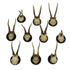 Ten Great Black Forest Deer Trophies, circa 1900