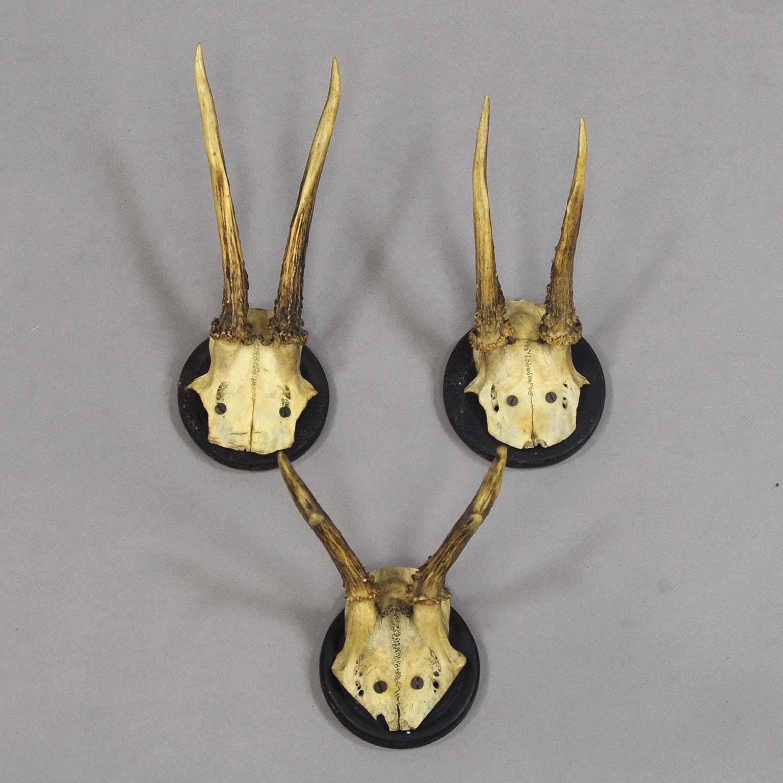 19th Century Ten Antique Black Forest Deer Trophies, circa 1900