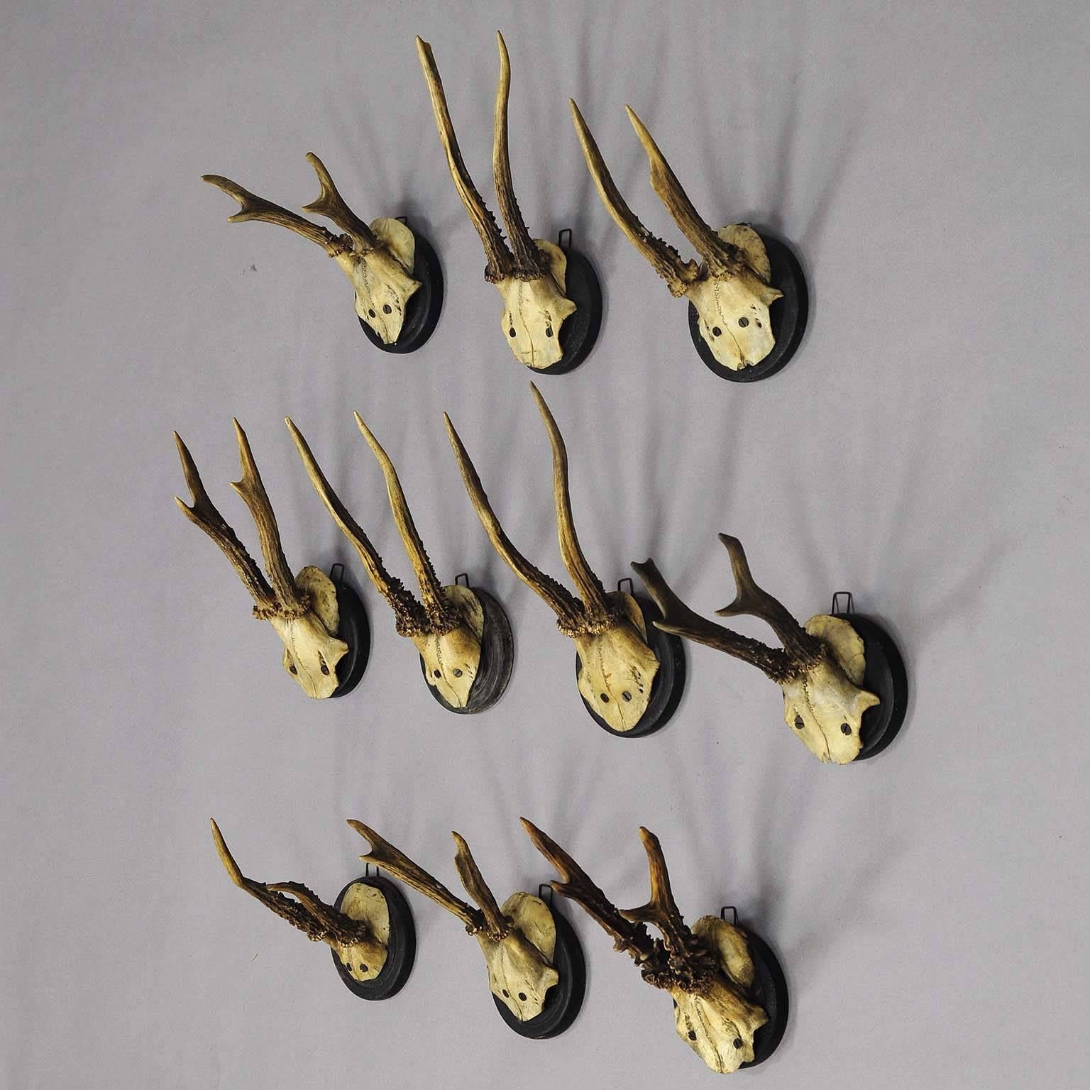 A set of ten antique deer trophies from young deer’s, one abnormal. Mounted on turned and painted wooden plaques. Black forest, Bavaria, circa 1900.