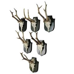 six great manorial black forest deer trophies from palace salem six great manorial black forest deer trophies from palace salem