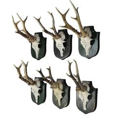 Six Vintage Manorial Black Forest Deer Trophies from Palace Salem