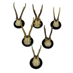 Six Great Black Forest Deer Trophies, circa 1910