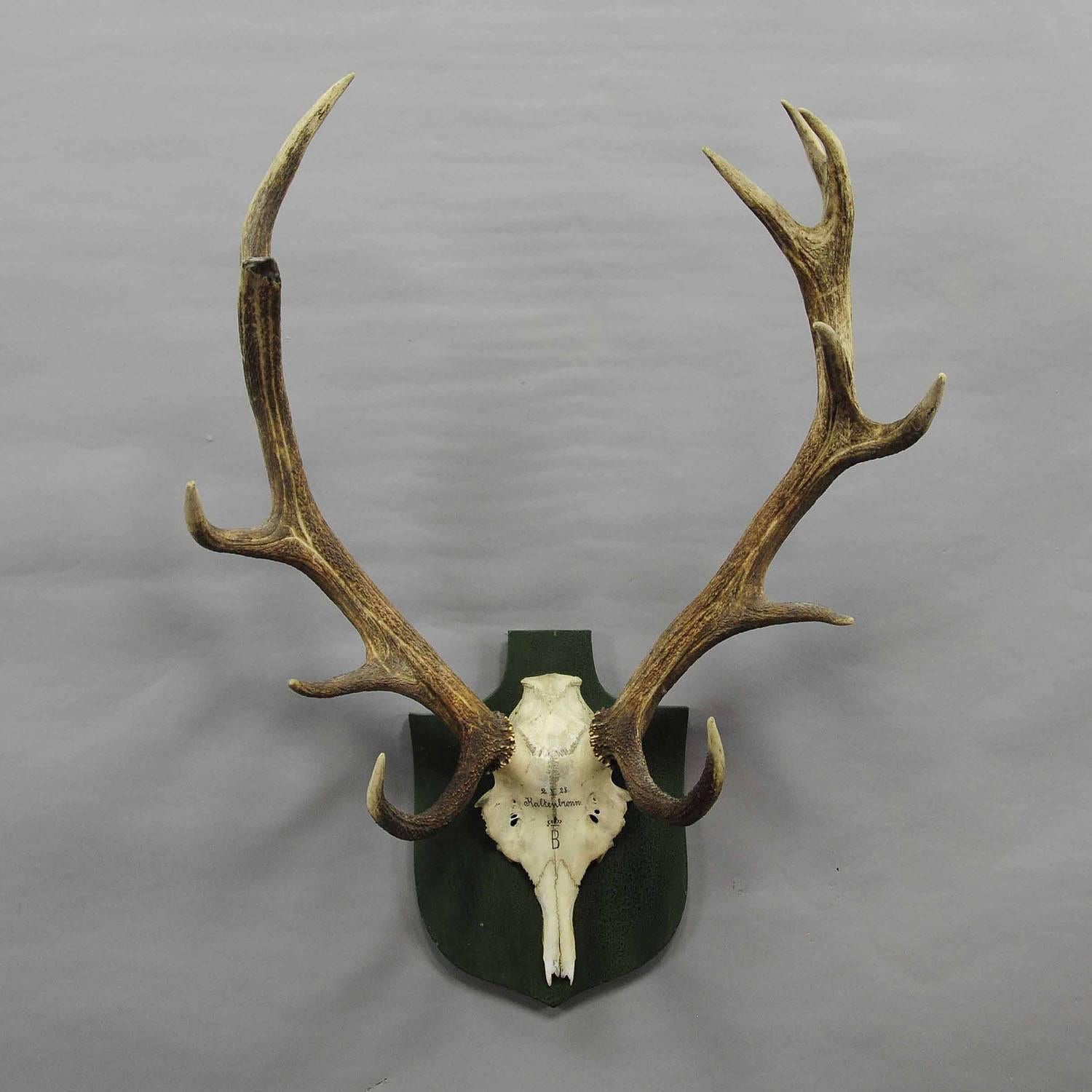 A great odd 14 pointer black forest deer trophy from the palace of Salem in South Germany. Shoot by a member of the lordly family of Baden in 1928. Handwritten inscriptions on the skull with, family crest, place of the hunt and date 1928. Mounted on
