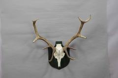 Antique Black Forest Deer Trophy from Salem, Germany, 1944