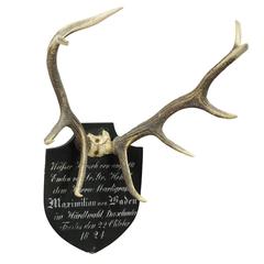 Antique Black Forest Deer Trophy from Salem, Germany, 1824 8