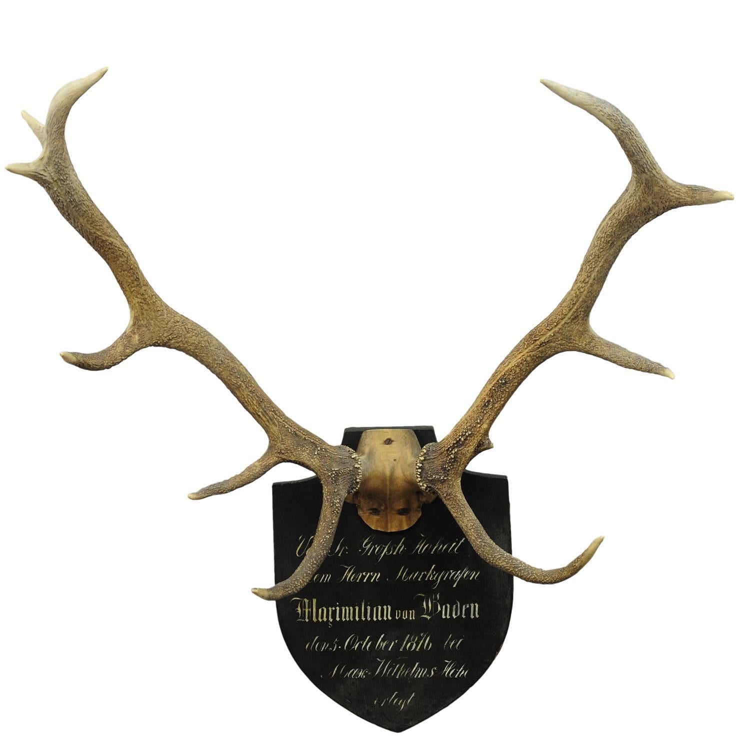 Antique Black Forest Deer Trophy from Salem, Germany, 1876