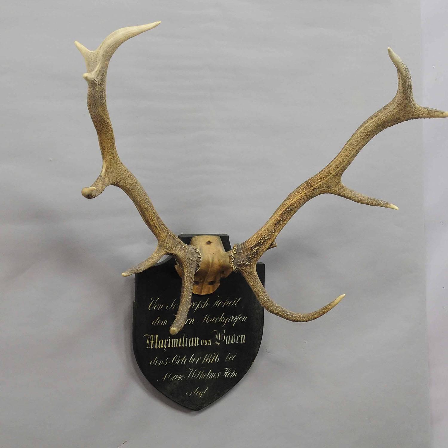 Rustic Antique Black Forest Deer Trophy from Salem, Germany, 1876